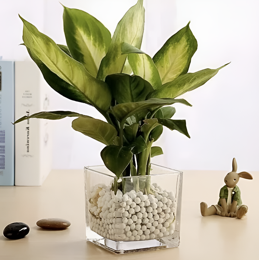 Cube Glass Vase | Full House Lebanon
